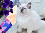 PIPER Purebred Ragdolls Ready Now - Ragdoll Cat For Sale - Mount Joy&comma; PA&comma; US