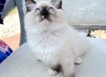 PATTY Purebred Ragdolls Ready Now - Ragdoll Cat For Sale - Mount Joy&comma; PA&comma; US
