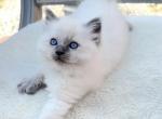 Purebred Ragdolls Ready June 20 - Ragdoll Cat For Sale - Mount Joy&comma; PA&comma; US