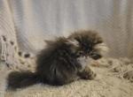 Lincoln - Persian Cat For Sale - Warminster&comma; PA&comma; US
