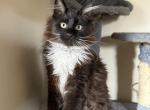Mix kitten litters - Maine Coon Cat For Sale - Hyde Park&comma; NY&comma; US