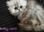 Sandy - Persian Cat For Sale - Riverside&comma; CA&comma; US