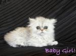 Mrs puff - Persian Cat For Sale - Riverside&comma; CA&comma; US
