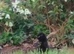Blackest Black - American Shorthair Cat For Adoption - Fort Lauderdale&comma; FL&comma; US