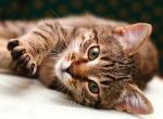 Blondie - American Shorthair Cat For Adoption - Fort Lauderdale&comma; FL&comma; US