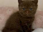 Willow - British Shorthair Cat For Sale - Jacksonville&comma; FL&comma; US
