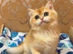 Cutie male - British Shorthair Cat For Sale - Glendale&comma; CA&comma; US