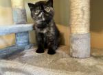 Torti - Exotic Cat For Sale - Poplarville&comma; MS&comma; US