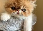 Garfield - Persian Cat For Sale - Poplarville&comma; MS&comma; US