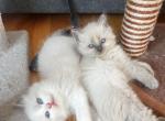 Gorgeous Female Blue Bi Color Ragdoll - Ragdoll Cat For Sale - Central Nyack&comma; NY&comma; US