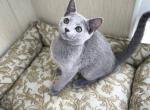 Pretty - Russian Blue Cat For Sale - Miami&comma; FL&comma; US