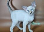 Wesnyanka - Siamese Cat For Sale - Pembroke Pines&comma; FL&comma; US