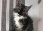 Regina - Maine Coon Cat For Sale - Miami&comma; FL&comma; US
