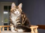 Magellan - Maine Coon Cat For Sale - Miami&comma; FL&comma; US