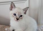 Lynx blue point boy - Siamese Kitten For Sale - Wayland&comma; MA&comma; US