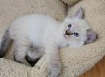 Blue Point Lynx boy - Siamese Kitten For Sale - Wayland&comma; MA&comma; US
