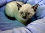 Boy - Siamese Cat For Sale - Catasauqua&comma; PA&comma; US