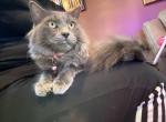 Bella - Nebelung Cat For Sale - Carmel&comma; NJ&comma; US