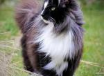 Fluffy Muffin - American Longhair Cat For Adoption - Fort Lauderdale&comma; FL&comma; US