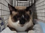 Siamese Male Cat - Siamese Cat For Adoption - Fort Lauderdale&comma; FL&comma; US