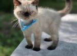 Chocolate lynx point - Exotic Cat For Sale - Conroe&comma; TX&comma; US