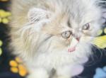 Jupiter - Persian Cat For Sale - West Palm Beach&comma; FL&comma; US