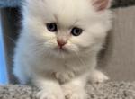 Simba Spring Litter - Himalayan Cat For Sale - Tampa&comma; FL&comma; US