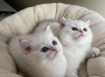 Chase - British Shorthair Cat For Sale - Bensalem&comma; PA&comma; US