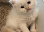 Bruno Spring Litter - Himalayan Cat For Sale - Tampa&comma; FL&comma; US