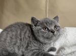 Theo - British Shorthair Cat For Sale - Philadelphia&comma; PA&comma; US