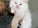 Lilac bi color male - Ragdoll Cat For Sale - Butler&comma; PA&comma; US