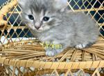 Urchin - Munchkin Cat For Sale - Neosho&comma; MO&comma; US