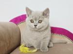 Hana - British Shorthair Cat For Sale - Hollywood&comma; FL&comma; US