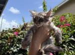 Holly - Maine Coon Cat For Sale - Hollywood&comma; FL&comma; US