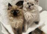 Apollo & Nova - Ragdoll Cat For Sale - Saint Clair&comma; MI&comma; US