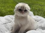 Pepper - Scottish Fold Cat For Sale - Wayzata&comma; MN&comma; US