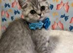 Blossom - Scottish Fold Cat For Sale - Tukwila&comma; WA&comma; US
