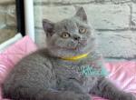 Berta - British Shorthair Cat For Sale - Norwalk&comma; CT&comma; US