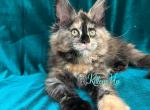 Jolly - Maine Coon Cat For Sale - Miami&comma; FL&comma; US