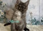 Stiv - Maine Coon Cat For Sale - Miami&comma; FL&comma; US