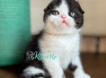 Prince - Scottish Fold Cat For Sale - Miami&comma; FL&comma; US