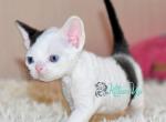 Bombey - Devon Rex Cat For Sale - Norwalk&comma; CT&comma; US