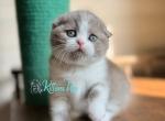 Ponchik - Scottish Fold Cat For Sale - Hollywood&comma; FL&comma; US