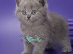 Chris - British Shorthair Kitten For Sale - Pembroke Pines&comma; FL&comma; US