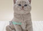 Cooper - British Shorthair Kitten For Sale - Pembroke Pines&comma; FL&comma; US