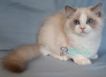 Nayada - Ragdoll Cat For Sale - Pembroke Pines&comma; FL&comma; US