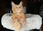 Purebred mainecoon kitten  pedigree - Maine Coon Cat For Sale - Liberty&comma; NC&comma; US