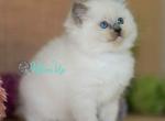 Lexi - Ragdoll Cat For Sale - Pembroke Pines&comma; FL&comma; US