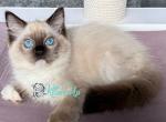 Indigo - Ragdoll Cat For Sale - Pembroke Pines&comma; FL&comma; US