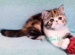 Zamira - Exotic Cat For Sale - Pembroke Pines&comma; FL&comma; US